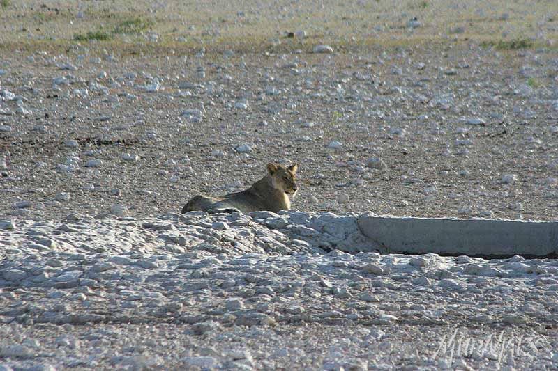 Mud Maps Africa Namibia 0628